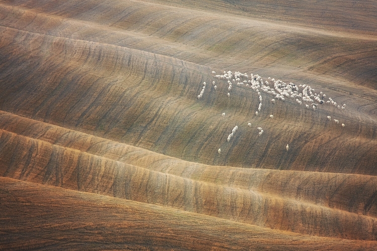 "Sheeps on Waves", fot. Marcin Sobas